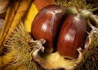 Sweet Chestnuts.jpg